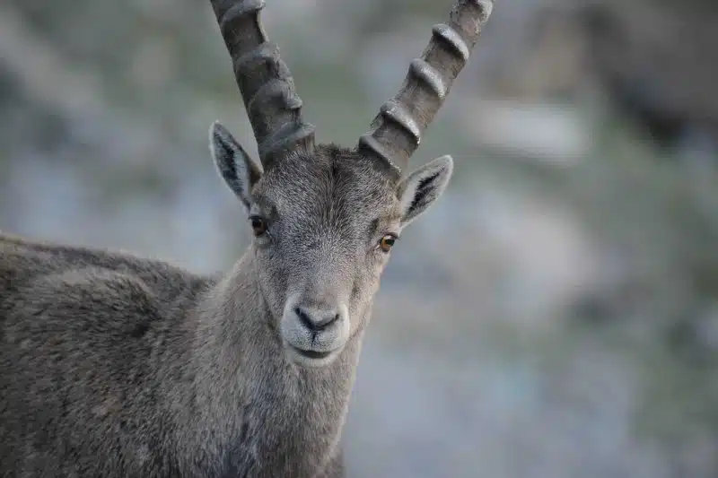 Steinbock