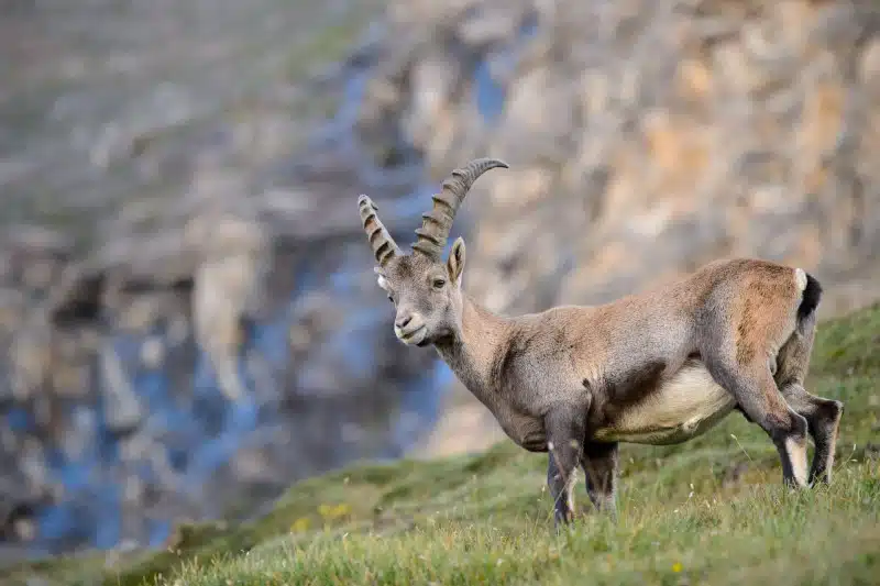 Steinbock