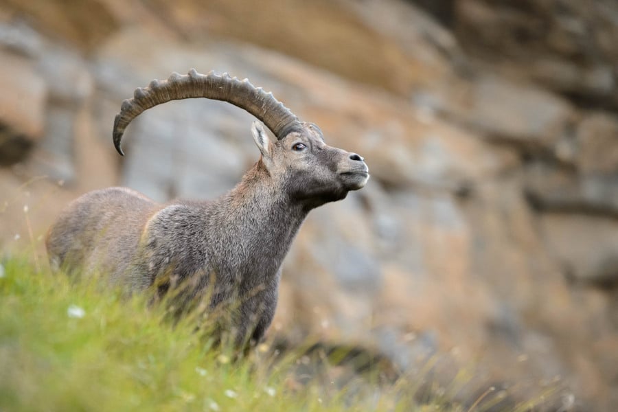 Ein Alpensteinbock mit großen Hörnern auf einer alpinen Wiese vor Felsen.