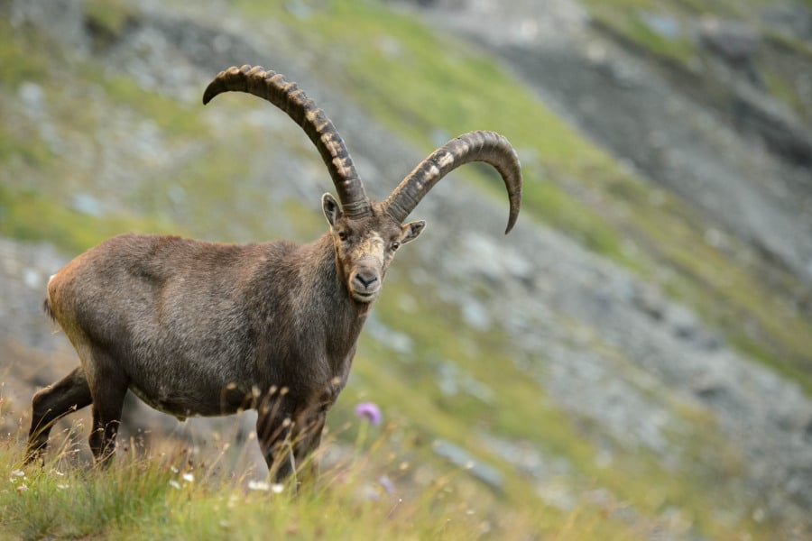 Alpensteinbock mit großen Hörnern in alpiner Landschaft stehend.