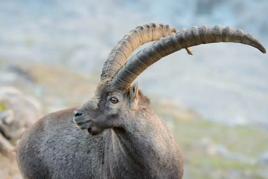 Ein Alpensteinbock mit imposanten Hörnern in alpiner Umgebung.