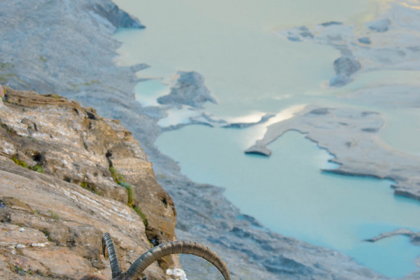 Alpensteinbock an einem steilen Hang in den Hohen Tauern.