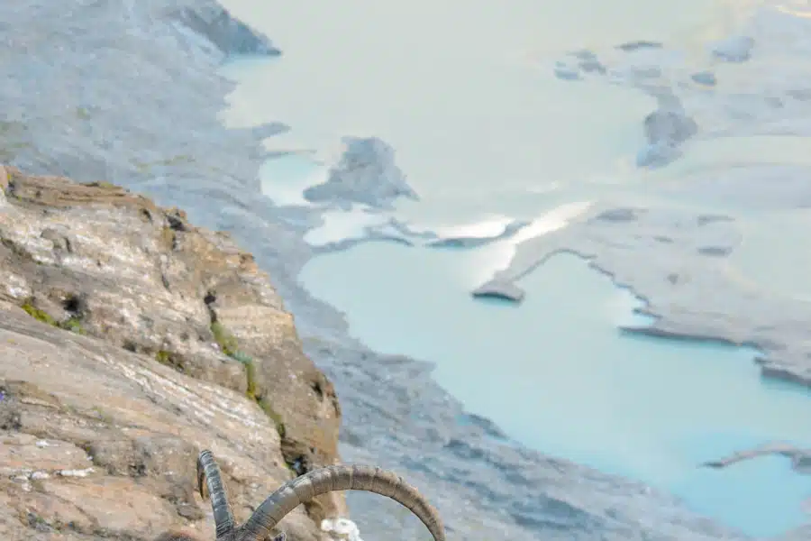 Alpensteinbock an einem steilen Hang in den Hohen Tauern.