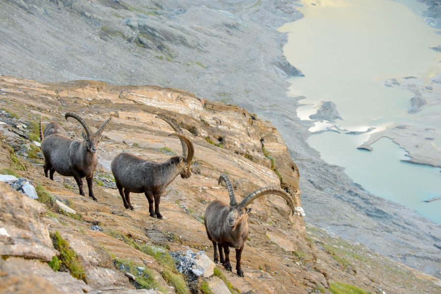 Drei Alpensteinböcke auf einer felsigen Bergwand in den Alpen.