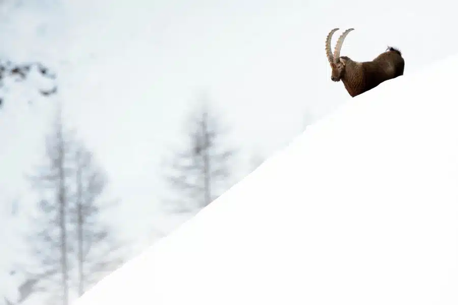 Ein Alpensteinbock mit langen Hörnern im tiefen Schnee eines Berges.