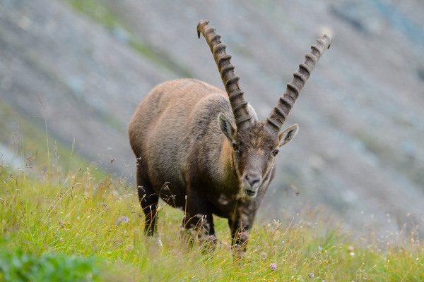 Ein Alpensteinbock mit großen Hörnern in einer alpinen Wiese