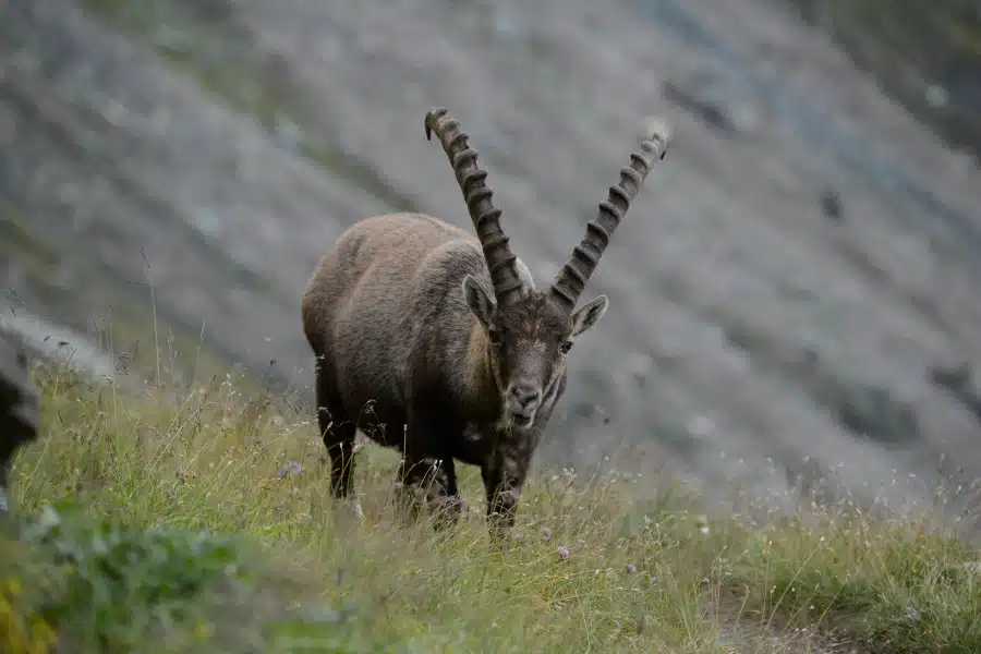 Ein Alpensteinbock mit großen Hörnern in einer alpinen Wiese