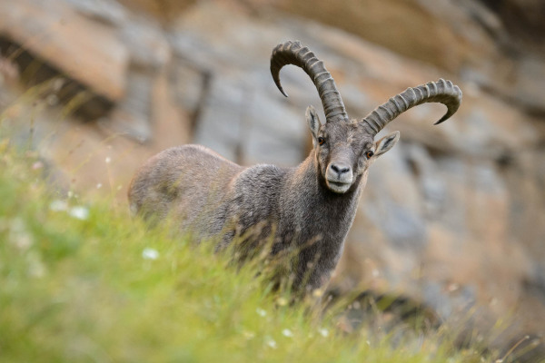 Ein Alpensteinbock steht seitlich an einem grasbewachsenen Hang mit felsigem Hintergrund.