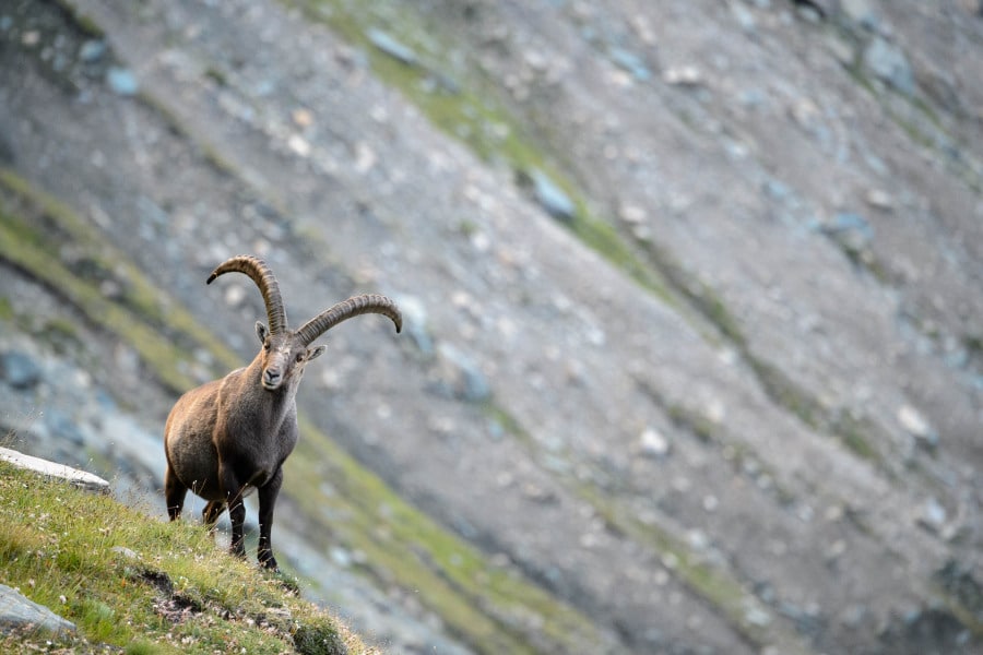 Ein Alpensteinbock mit großen gebogenen Hörnern steht auf einem grasbewachsenen Hang.