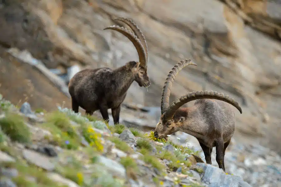 Zwei männliche Alpensteinböcke mit imposanten Hörnern im felsigen alpinen Gelände.