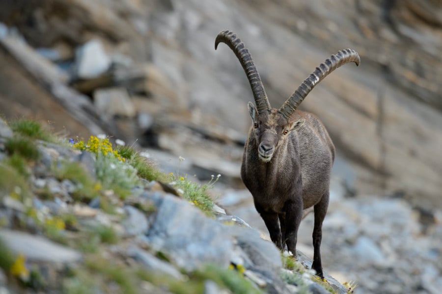 Ein Alpensteinbock mit langen, gebogenen Hörnern in alpiner Umgebung.