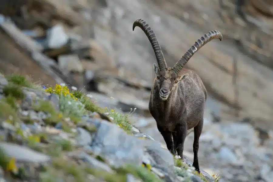Ein Alpensteinbock mit langen, gebogenen Hörnern in alpiner Umgebung.