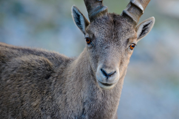 Nahaufnahme eines jungen Alpensteinbocks mit Hörnern und braunem Fell.