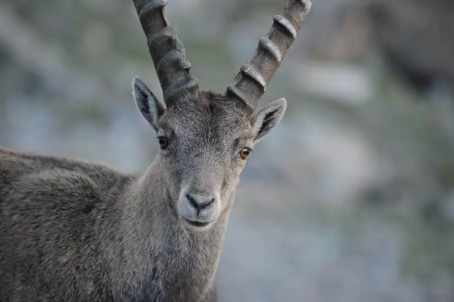 Nahaufnahme eines jungen Alpensteinbocks mit Hörnern und braunem Fell.