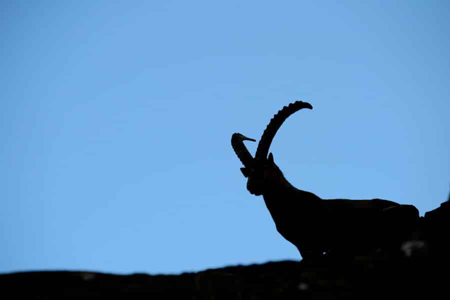 Silhouette eines auf einem Felsen stehenden Alpensteinbocks vor klarem Himmel