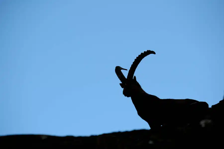 Silhouette eines auf einem Felsen stehenden Alpensteinbocks vor klarem Himmel