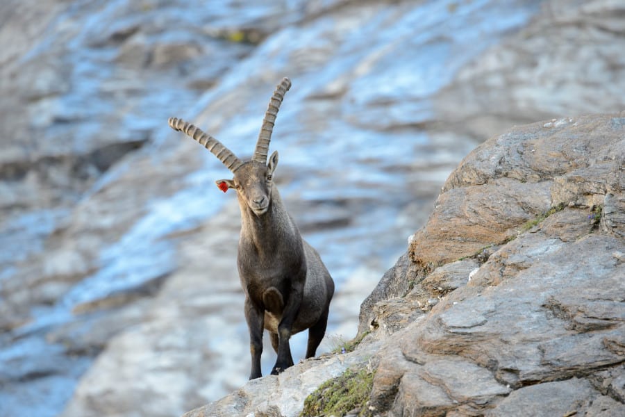 Ein Alpensteinbock mit beeindruckenden Hörnern auf felsigem Berghang.