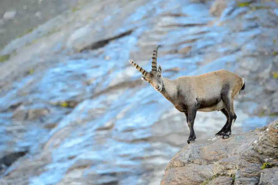 Ein Alpensteinbock steht auf einem steinigen Hang in den Alpen.