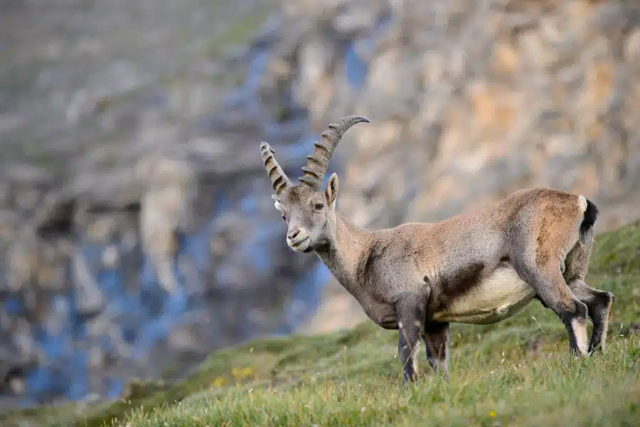 Alpensteinbock mit gebogenen Hörnern in alpin steiniger Umgebung