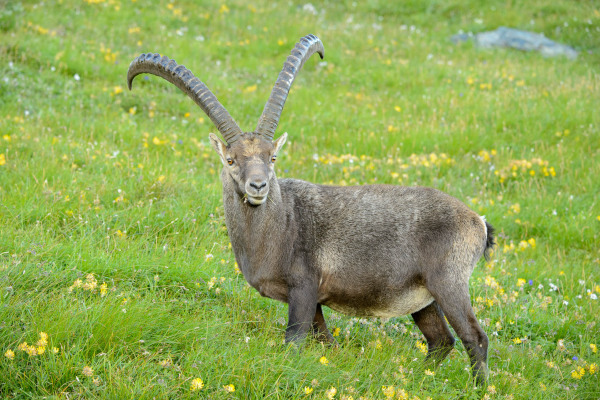 Alpensteinbock mit großen Hörnern auf einer blühenden Bergwiese.