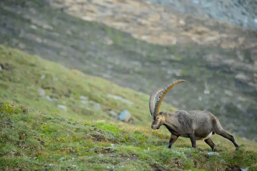 Ein Alpensteinbock mit großen, gebogenen Hörnern in einer alpinen Landschaft.