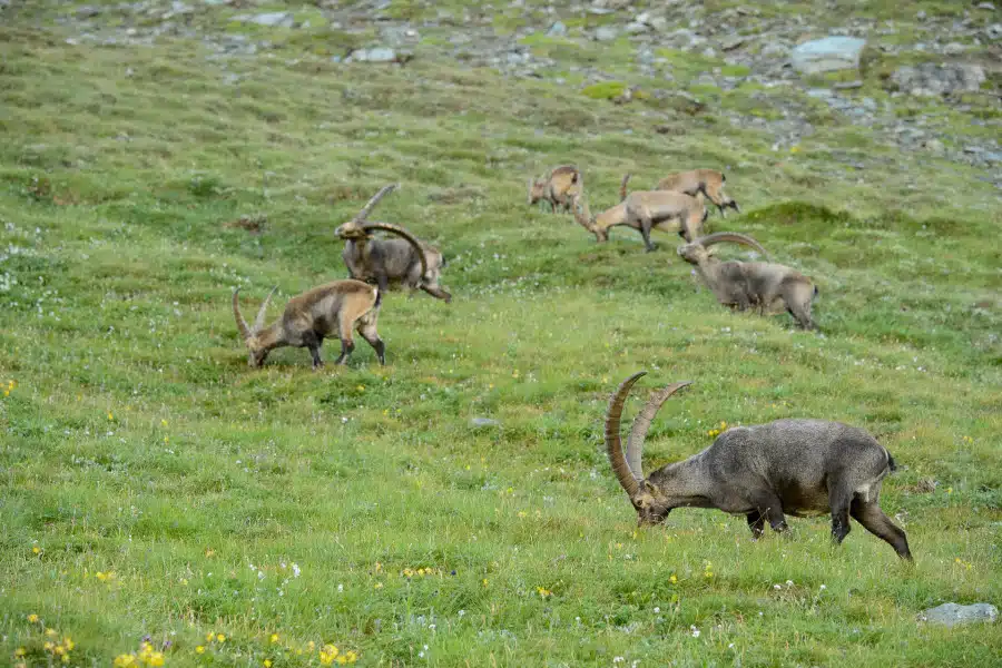 Alpensteinböcke weiden auf einer grünen alpinen Wiese mit Felsen.