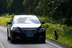 Monkey and car on jungle road
