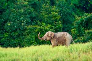 Muddy elephant in a tropical landscape