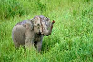 Ein asiatischer Elefant mit schlammverkrusteter Haut im hohen Gras.