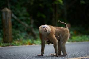 Mother monkey with young on the street