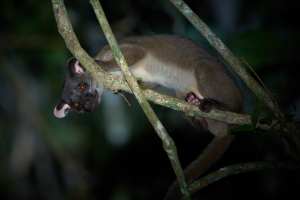 Ein Kinkajou klammert sich in der Nacht an einen Ast im Regenwald.