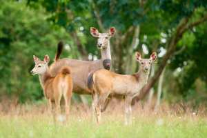 Sambar-Hirschfamilie im Gras