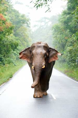 Ein asiatischer Elefant steht frontal auf einer Waldstraße, umgeben von dichtem Grün.