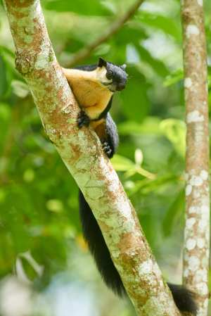 Schwarzes Riesenhörnchen klettert an einem Baum im Regenwald.
