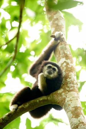 Weißhandgibbon hängt entspannt an einem Ast im grünen Regenwald.
