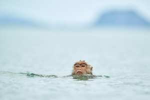 Entschlossener Schwimmer