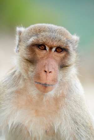 Thoughtful Javanese monkey