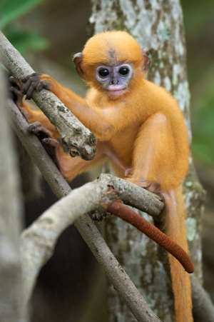 Ein oranger junger Brilenlangur klammert sich neugierig an einen Ast, die Augen groß und voller Staunen.