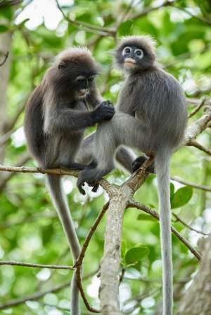 Spectacled langurs in the treetop