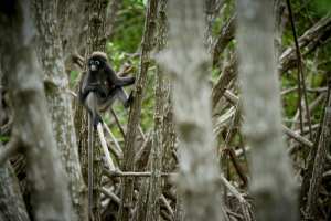 Lone spectacled langur in the branches