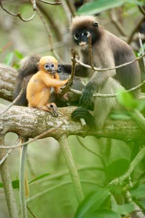 Motherly love in the heart of the jungle.