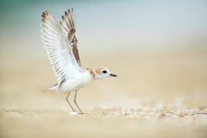 Wings in the wind, ready for take-off