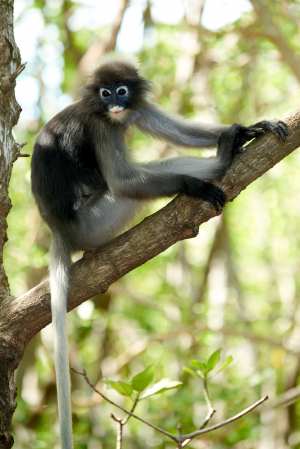 Brillenlangur im Mangrovenwald