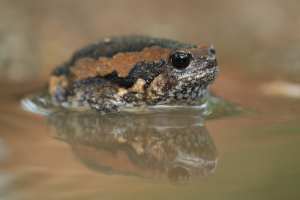 Ein kleiner, braun-schwarz gemusterter Frosch sitzt im Wasser, frontal fotografiert.