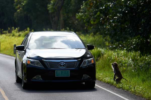 Ein Affe sitzt am Straßenrand neben einem Auto im dichten Regenwald.