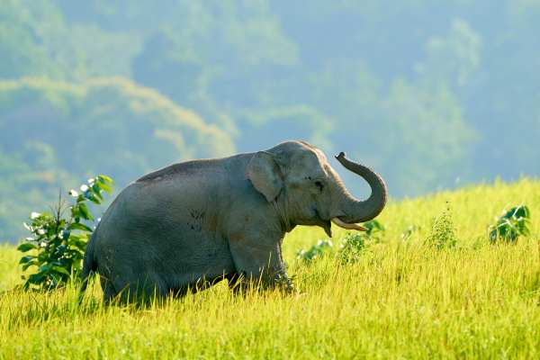 Asiatischer Elefant im hellen Grasland im Morgenlicht vor Wald.