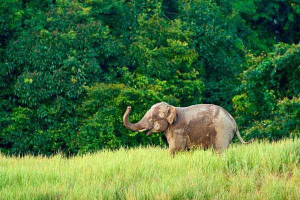 Ein asiatischer Elefant steht schlammverschmiert vor dichtem Urwald in Thailand.