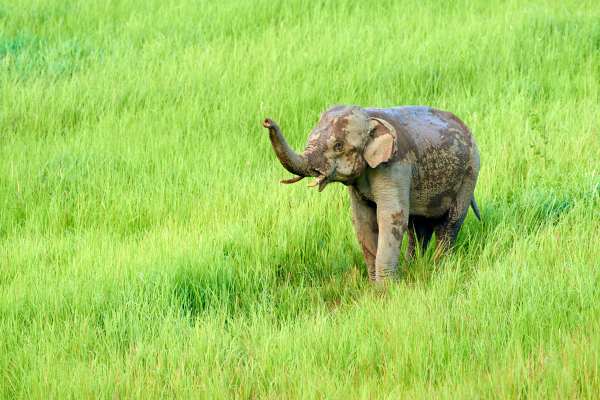 Ein asiatischer Elefant in einer tropischen Graslandschaft mit erhobenem Rüssel.