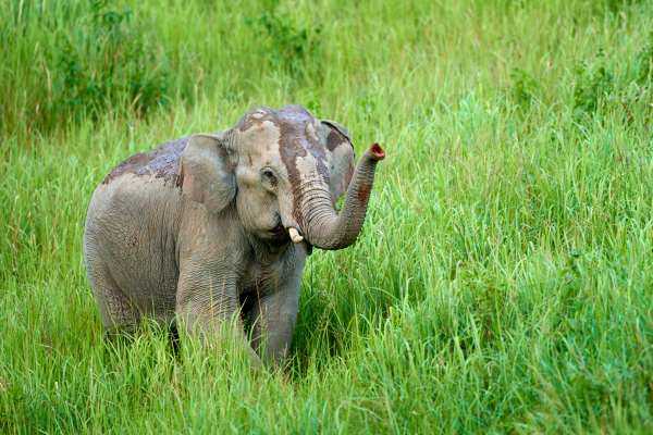 Ein asiatischer Elefant mit schlammverkrusteter Haut im hohen Gras.