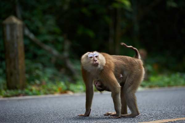 Affenmutter mit Jungem auf dem Bauch überquert Straße im Regenwald.